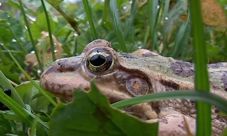 Le peuplement du milieu par les Grenouilles - 3mn 44s